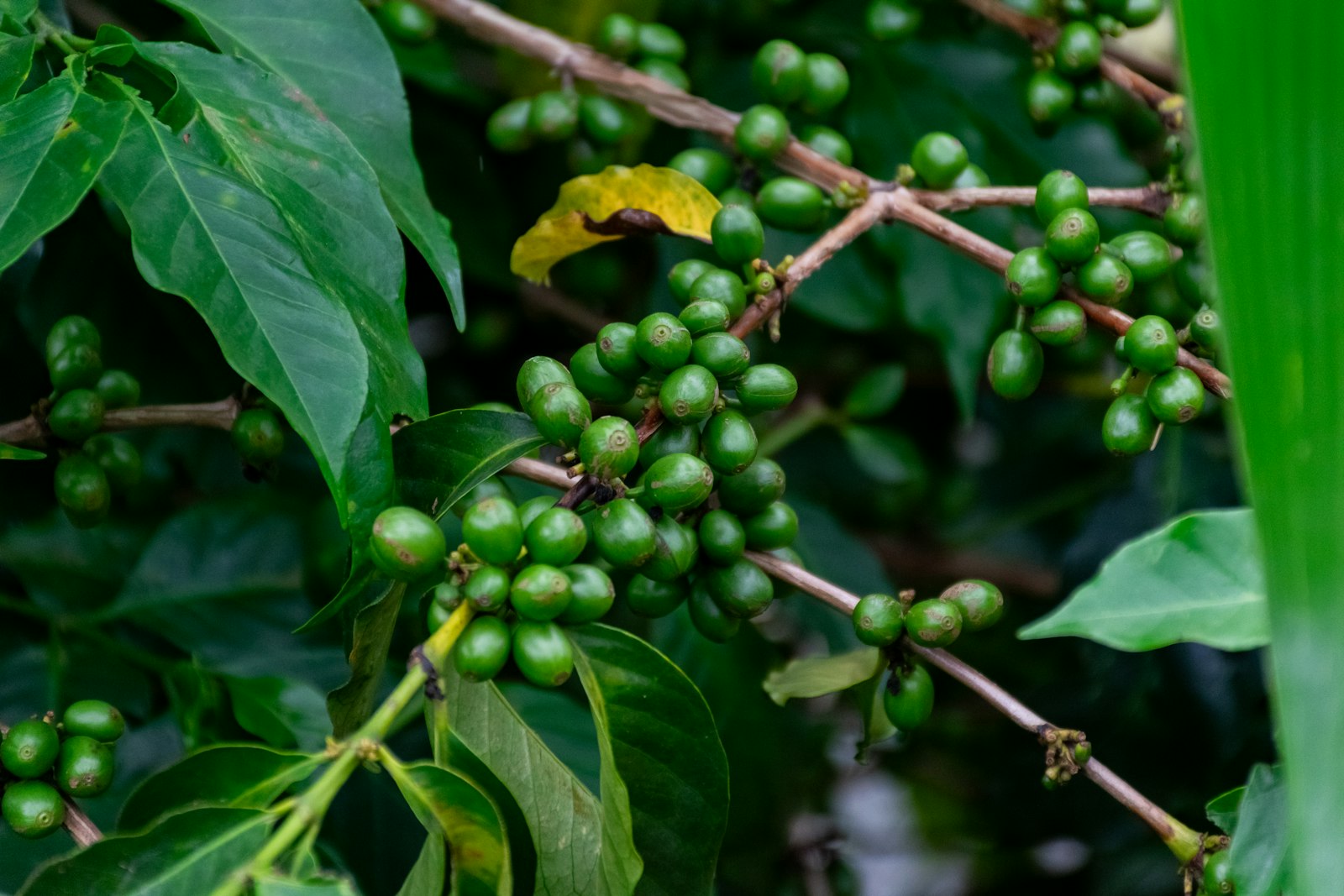 Indonesian coffee — CRESSCO DAYA UTAMA