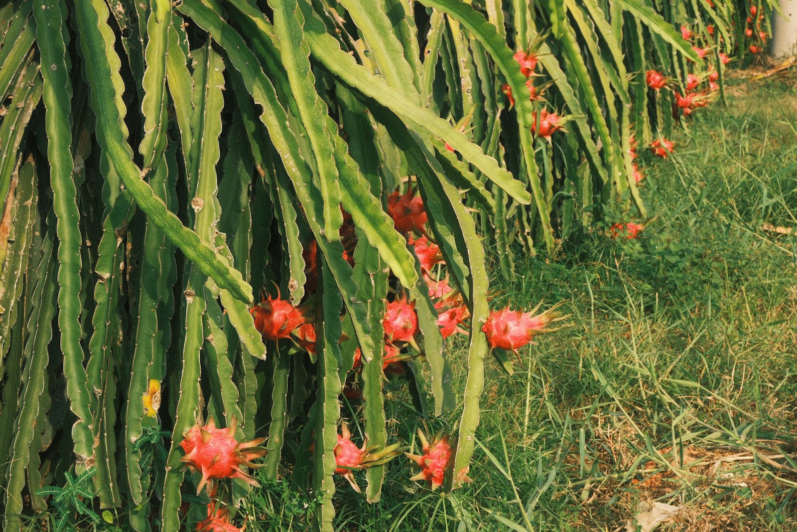 Dragon fruit farm — agricultural partner