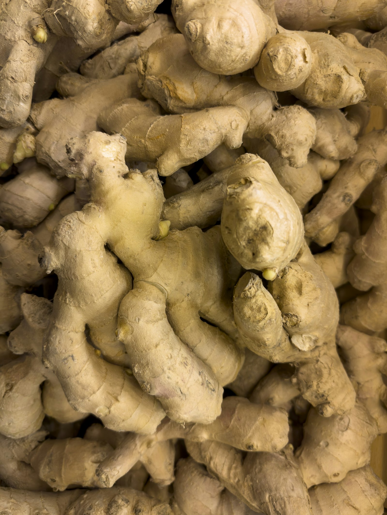 Indonesian ginger — CRESSCO DAYA UTAMA